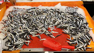 Balıkçı tezgahlarında hamsi bolluğu var: Kilosu 100 TL'ye kadar düştü