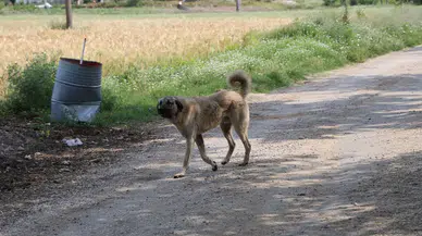 İzmir'de bir köpeği katletmek için ateş açan şahıs 1 kişiyi öldürdü, 1 kişiyi ise yaraladı