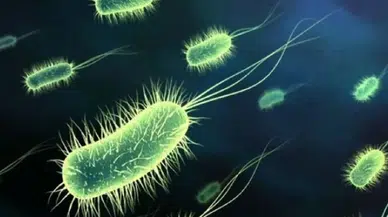 Uzmanlar açıkladı: En mikrop dolu yaş grubu belli oldu