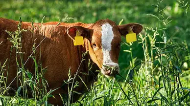 Deli Dana Hastalığı: Nedenleri, Belirtileri ve Bulaşıcılığı Hakkında Bilinmesi Gerekenler