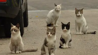 Sokak kedileri insan nüfusunu geçti: Kısırlaştırma yetersizliği tartışmaları ve zehirleme vakaları gündemde