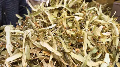 Kış ayının şifa deposu ıhlamurun fiyatı dudak uçuklatıyor