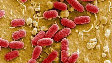 Bilim insanları süper mikroplara karşı 100 kat güçlü yeni antibiyotik keşfetti