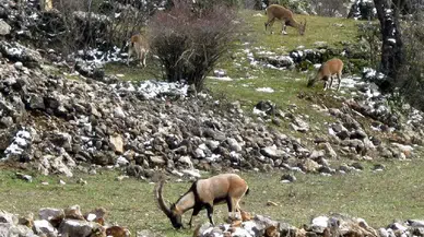 Yasak avın tazminatı milyonlarca lira ve hapis cezası!