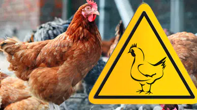 Avrupa’da kuş gribi alarmı: Almanya’da 500 bin kanatlı itlaf edildi