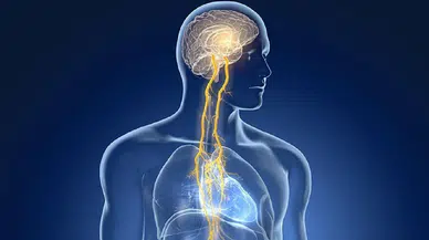 “Vagus siniri” furyası: Sosyal medyada milyonlar izliyor, uzmanlar temkinli yaklaşıyor