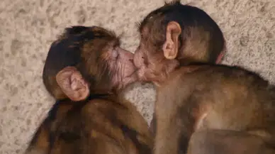 Öpüşmenin gerçek kökeni ortaya çıktı: İnsanlar, maymunlar ve hatta kutup ayıları ortak davranış sergiliyor