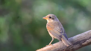TikTok’un yeni trendi “Kuş Teorisi”: Partnerinizin ilgisini ölçmenin bilimsel yolu