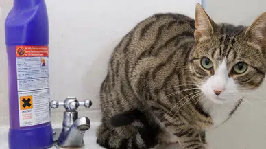 Kediler neden çamaşır suyu kokusuna coşuyor? İşte veterinerlerin açıkladığı gerçek sebepler