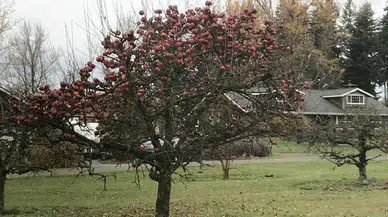Evinizin temeline zarar verebilecek 7 ağaç türü: Bahçe dikiminde dikkat edilmesi gerekenler
