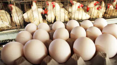 TÜİK verilerine göre tavuk üretimi artarken yumurta üretimi azaldı