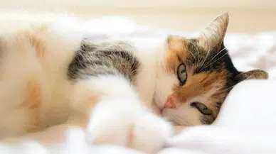 Kediler neden derin uyuyamaz? Evcil dostlarımızın uyku sırrı