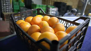 25 ülkeye meyve ihraç eden Türk gıda firması konkordato ilan etti