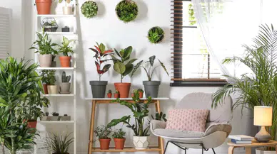 Evi negatif enerji ve nazara karşı koruyan 6 bitki