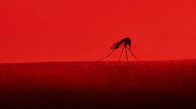 Genetiği değiştirilmiş sivrisinekler sıtma mücadelesinde yeni umut olabilir