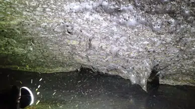 111 bin örümcekten oluşan dev koloni bulundu