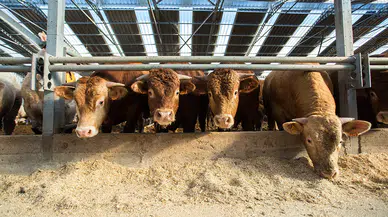 Hayvan ithalatında dünya ikincisi olan Türkiye'de ete yeni zam gelmesi an meselesi!