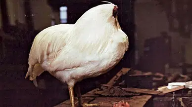 Mucize tavuk: Başı kesildikten sonra 18 ay yaşadı