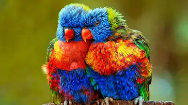 Kuşların şafak vakti şarkı söylemesinin nedeni ortaya çıktı