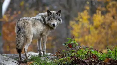 Modern köpeklerin DNA’sında kurt izleri bulundu: Davranışlarını etkiliyor