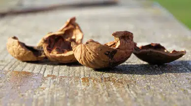 Ceviz kabuğunu sakın atmayın! Evde hayatınızı kolaylaştıracak 6 pratik kullanımı