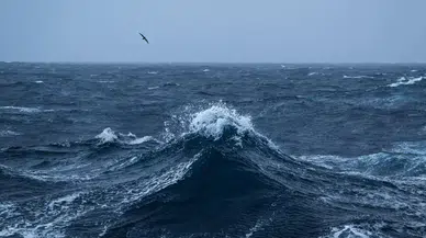 Bali Denizi’nde bilim dünyasını şaşırtan canlı
