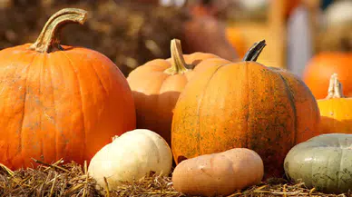 Bin kiloluk balkabaklarının ardındaki gizem: Nasıl bu kadar büyüyorlar?