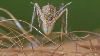 Tek bir sivrisinek ısırığıyla hayatı değişen adam