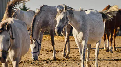 TİGEM, 14 safkan Arap kısrağını hibrit açık artırmayla satışa çıkarıyor