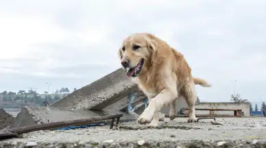 Felaketi hissediyorlar mı? Köpeklerin “altıncı hissi” efsanesinin perde arkası