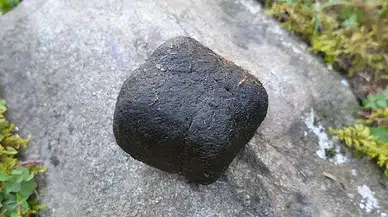 Vombatların küp şeklindeki dışkılarının sırrı çözüldü