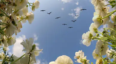 İlkbahar neşeli, sonbahar melankolik mi? Doğum mevsimi tartışması yeniden alevlendi