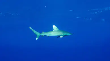 Akdeniz’de büyük beyaz köpekbalığı alarmı: 2025 yılında 40 birey öldürüldü