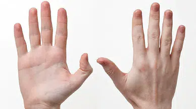 Fazlası da azı da değil: Evrim neden beş parmakta durdu?