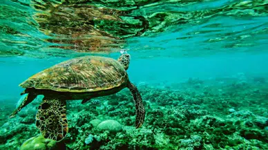 Kaplumbağalar kışı nasıl atlatıyor? Bilim insanlarından şaşırtan gerçek: Popolarından nefes alıyorlar