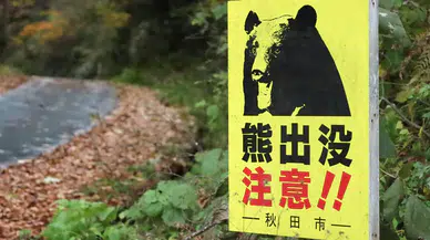 Japonya kırmızı alarmda: Ayı saldırıları durdurulamıyor!