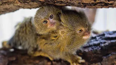 Avuç içine sığıyorlar! Dünyanın en küçük maymunları: Sevimli pigme marmosetlerin Amazon’daki hayatı ve tehlikeleri