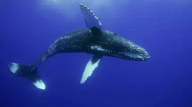 Dronlarla balina nefesi incelendi: Toplu ölümlere yol açan virüs tespit edildi