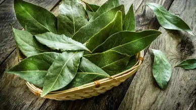 Kışın evde nem ve küfe doğal çözüm: Defne ve tuz yöntemiyle vedalaşın