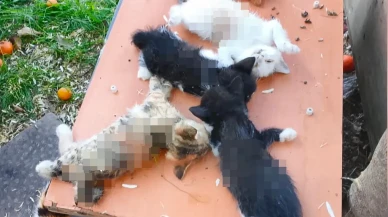 Vicdansızlar, apartman bahçesindeki 8 yavru kediyi kesici aletle katlettiler!