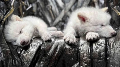 12 bin yıl sonra dirildi: Colossal Biosciences, korkunç kurtları yeniden hayata döndürdü