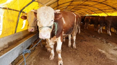 Kurban Bayramı ne zaman? Kurban Bayramı'na kaç gün kaldı?