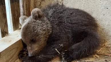 Sinop’ta annesiz ve bitap düşmüş halde bulunan yavru ayı koruma altında