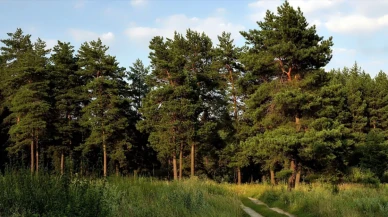 Balıkesir'de ormanlara giriş 15 Haziran'dan itibaren yasaklanıyor