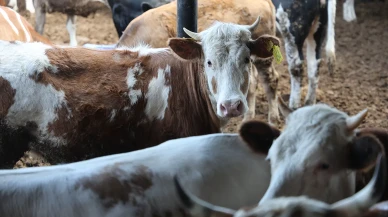 Kurbanlık hayvan fiyatları ne kadar? 2025 Büyükbaş ve küçükbaş kurban fiyatları belli oldu mu?