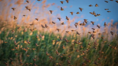Söğüt serçeleri doğayla bir bütün haline geldi