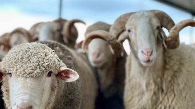 Kurban Bayramı'na kaç gün kaldı? Bayram tatili kaç gün olacak?