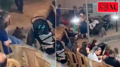 Muğla Bodrum'da bir düğünü yaban domuzu bastı