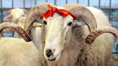 2025 Kurban Bayramı Tatili Ne Zaman? Arefe ve Bayram Günleri Belli Oldu