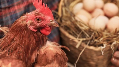 Samsun’da tavuk zehirlenmesi: 213 işçi hastanelik oldu